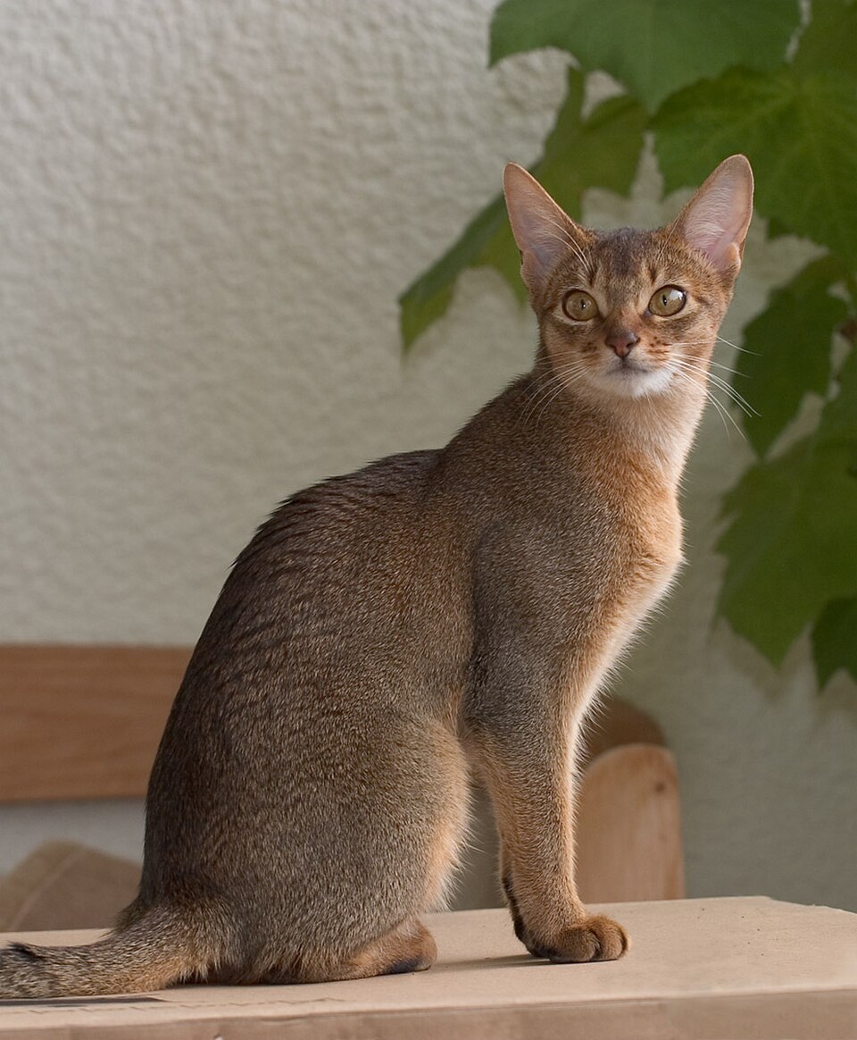 Abyssinian cat