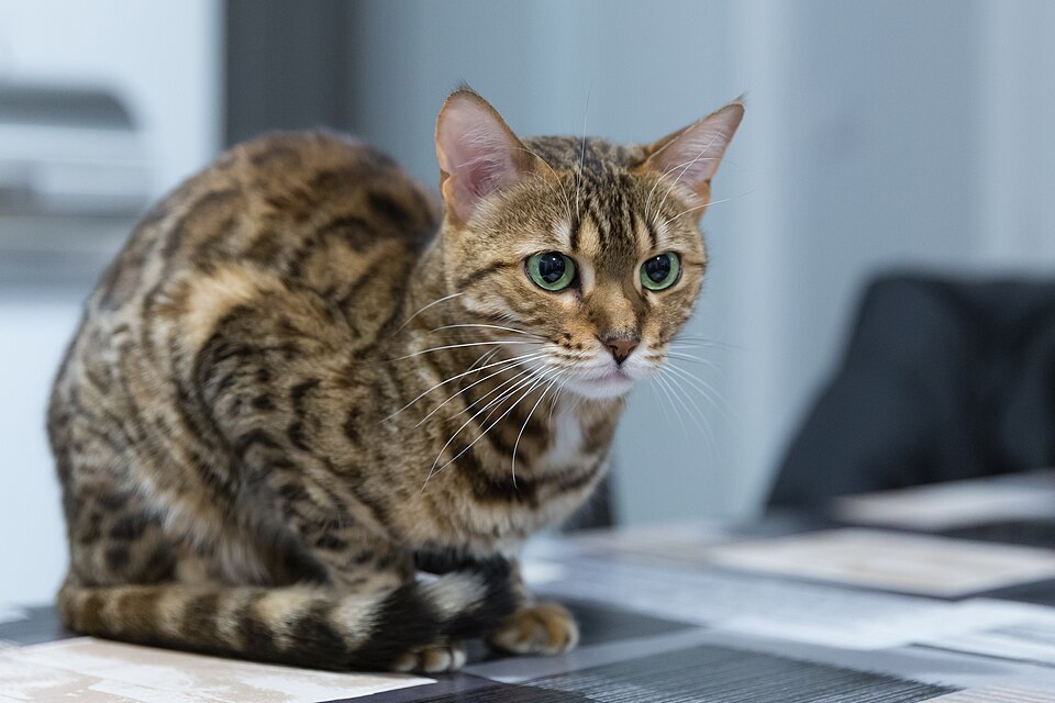 Bengal cat
