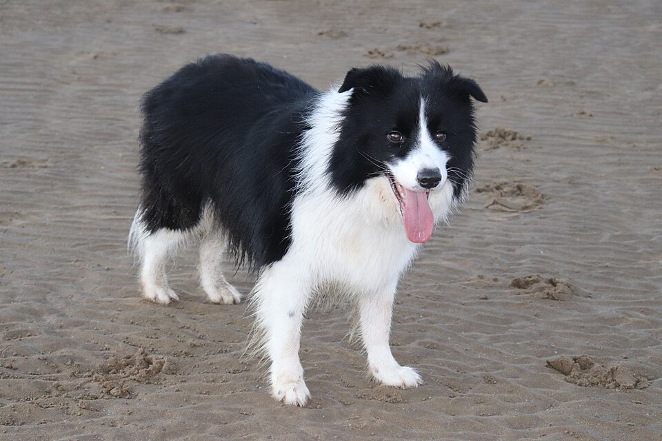 Border Collie