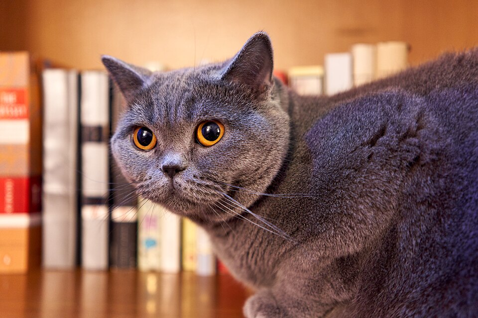 British Shorthair cat
