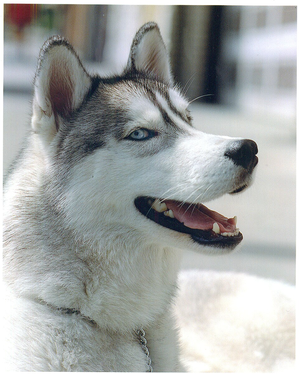 Siberian Husky
