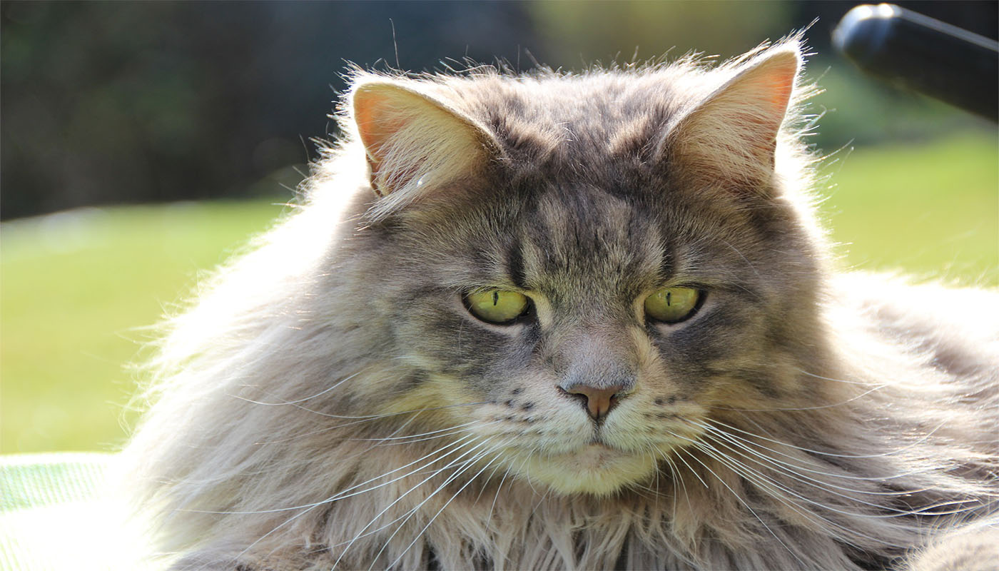 Maine Coon cat