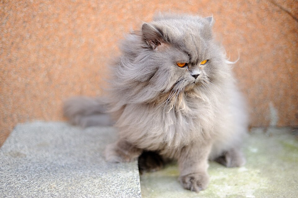 Persian cat